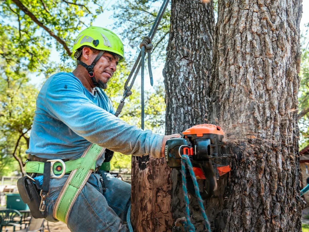 An arborist cutting a tree with a chainsaw